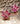 【USA輸入】ヴィンテージ ピンク ビジュー イヤリング/Vintage Pink Bijou Screw Back Earrings